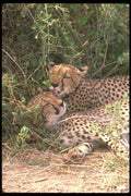 134032 Cheetahs Grooming A4 Photo Print