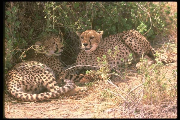 134033 Cheetah Mated Pair A4 Photo Print