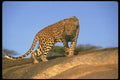 134034 Leopard Skylined On A Rock A4 Photo Print