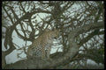 134035 Leopard In A Tree At Dusk A4 Photo Print