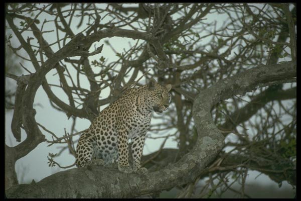 134035 Leopard In A Tree At Dusk A4 Photo Print