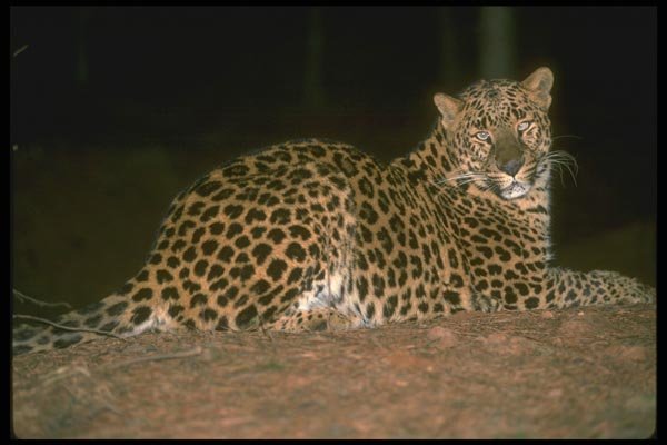 134036 Leopard Lying Down At Night A4 Photo Print