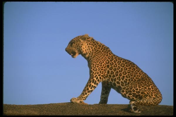 134037 Leopard Sitting On A Rock A4 Photo Print
