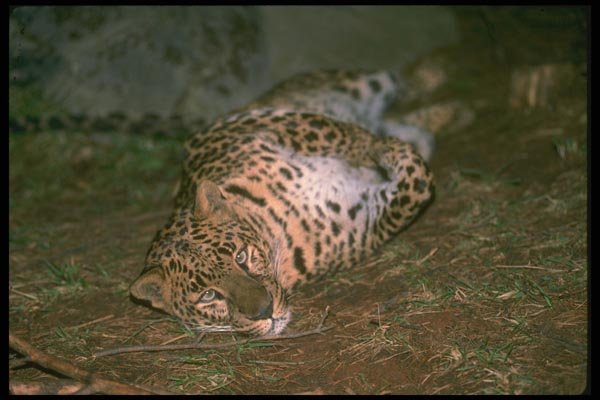 134038 Leopard Rolling At Night A4 Photo Print