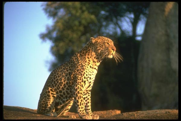 134039 Leopard Sitting On A Rock A4 Photo Print