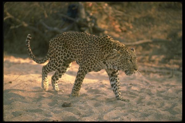 134040 Leopard Stalking Across A Sandy Donga A4 Photo Print