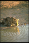 134041 Leopard Drinking A4 Photo Print