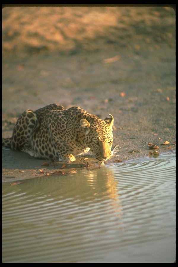 134041 Leopard Drinking A4 Photo Print