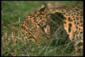 134042 Leopard Lying Down A4 Photo Print