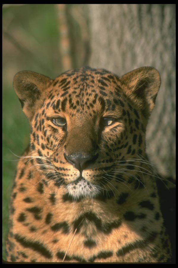 134043 Leopard A4 Photo Print
