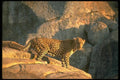 134044 Alert Leopard At Night A4 Photo Print