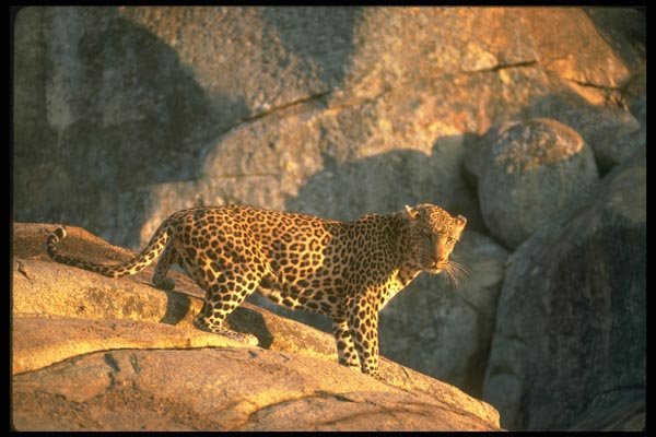 134044 Alert Leopard At Night A4 Photo Print