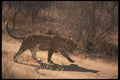 134045 African Leopard A4 Photo Print