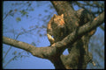134046 Leopard Stalking In A Tree A4 Photo Print
