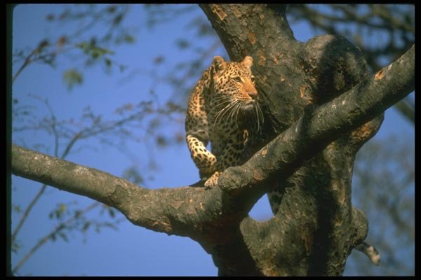 134046 Leopard Stalking In A Tree A4 Photo Print
