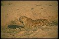 134047 Leopard Lying Down A4 Photo Print