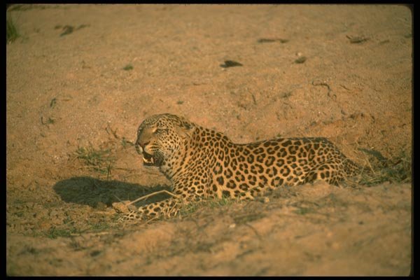 134047 Leopard Lying Down A4 Photo Print