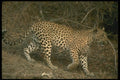 134048 Leopard A4 Photo Print