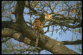 134049 Leopard Sitting In Tree A4 Photo Print