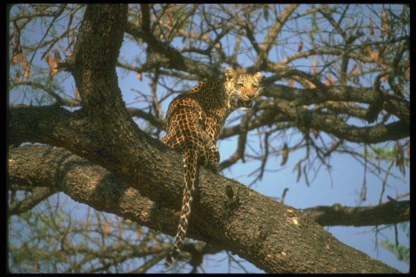 134049 Leopard Sitting In Tree A4 Photo Print