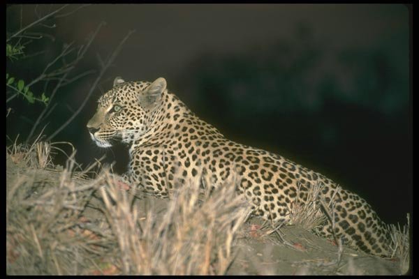 134050 Leopard At Night A4 Photo Print