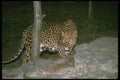 134051 Leopard At Night A4 Photo Print