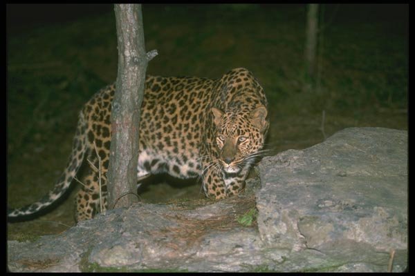 134051 Leopard At Night A4 Photo Print