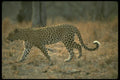 134052 Leopard A4 Photo Print
