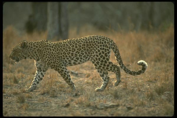 134052 Leopard A4 Photo Print