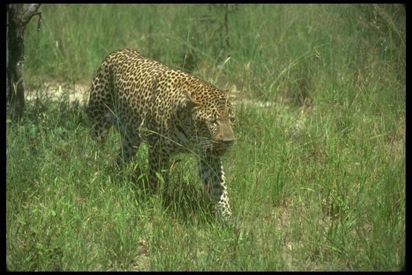 134053 Leopard A4 Photo Print