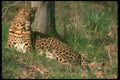 134054 Leopard Lying Down A4 Photo Print