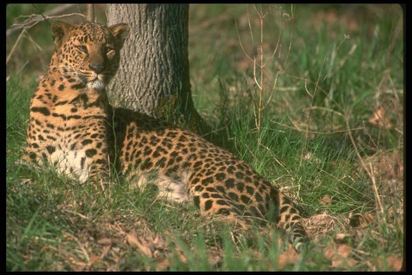 134054 Leopard Lying Down A4 Photo Print