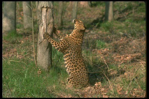 134055 Leopard Scratching A Tree A4 Photo Print