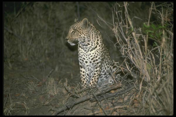 134056 Leopard At Night A4 Photo Print