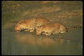 134057 Leopard Pair Drinking A4 Photo Print