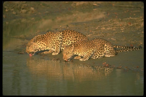 134057 Leopard Pair Drinking A4 Photo Print