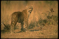 134058 Leopard Looking Up A4 Photo Print