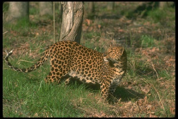 134059 Leopard A4 Photo Print