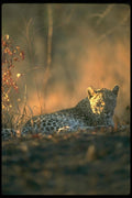 134060 Leopard A4 Photo Print
