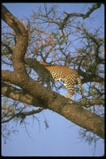 134061 Leopard Standing In A Tree A4 Photo Print