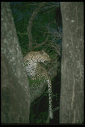 134062 Leopard In A Tree At Night A4 Photo Print