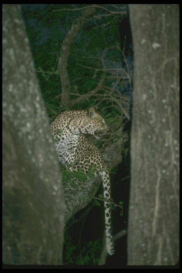 134062 Leopard In A Tree At Night A4 Photo Print