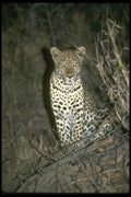 134063 Leopard At Night A4 Photo Print