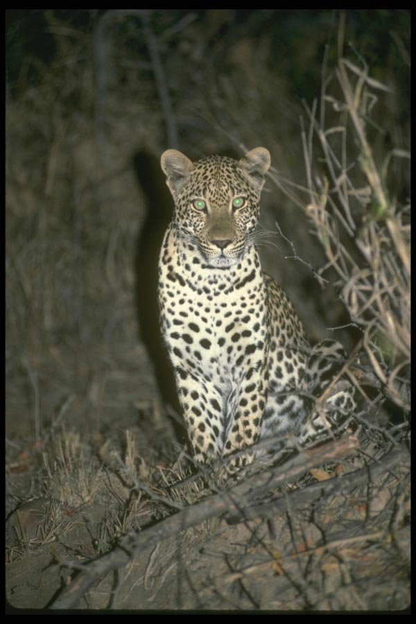 134063 Leopard At Night A4 Photo Print
