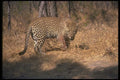 134064 African Leopard A4 Photo Print