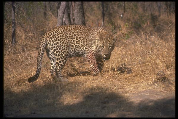 134064 African Leopard A4 Photo Print