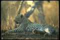 134065 Leopard A4 Photo Print