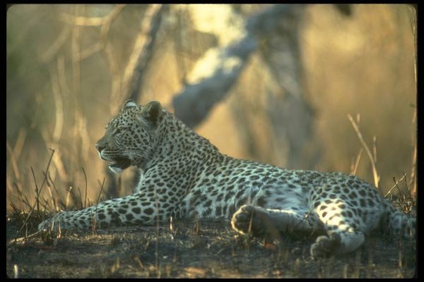 134065 Leopard A4 Photo Print
