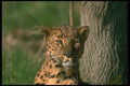 134066 Leopard, Eye Contact A4 Photo Print