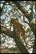 134067 Leopard In Tree A4 Photo Print